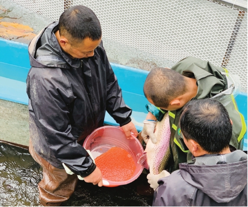 自主創新，填補我國虹鱒良種空白
