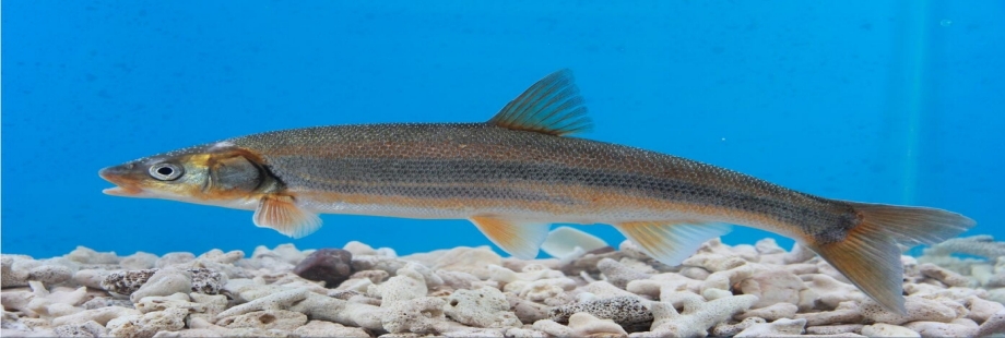 灘頭雅羅魚(yú)（Leuciscusbrandti）