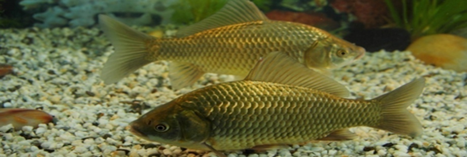 達(dá)里湖鯽
