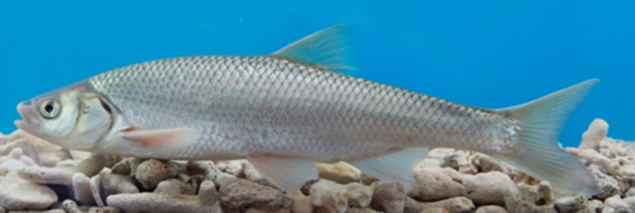 達(dá)里湖瓦氏雅羅魚(yú)