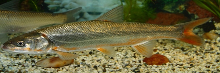 三塊魚(yú)
